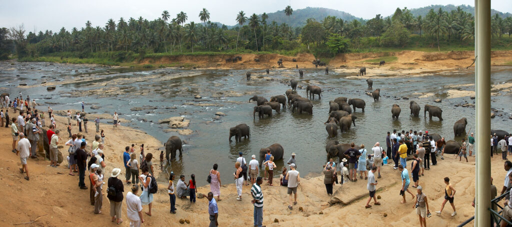 elephants in water2