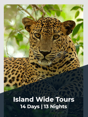 island wide tours